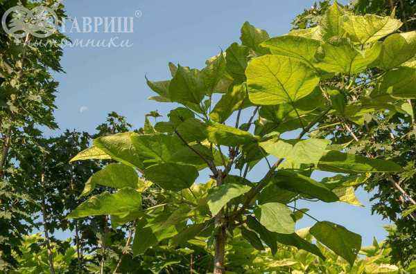 Саженцы катальпа бигнониевидная nana