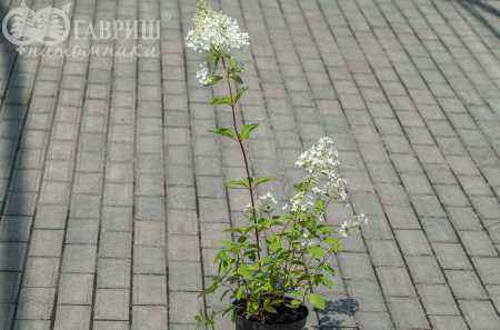 саженцы Гортензия метельчатая Tardiva