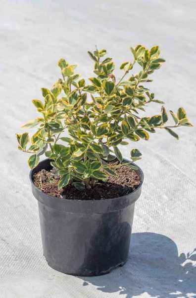 саженцы Бересклет Форчуна Canadele Gold