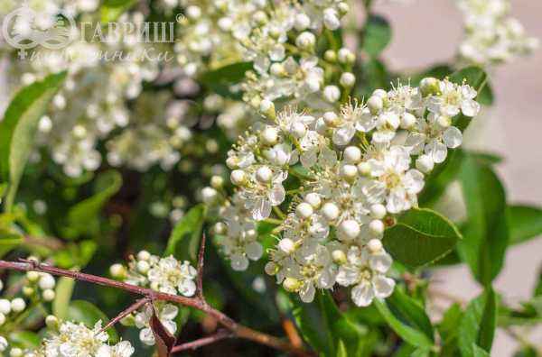 саженцы Пираканта шарлаховая Soleil d'Or