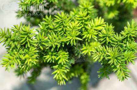 Купить тис средний hillii деревья и растения