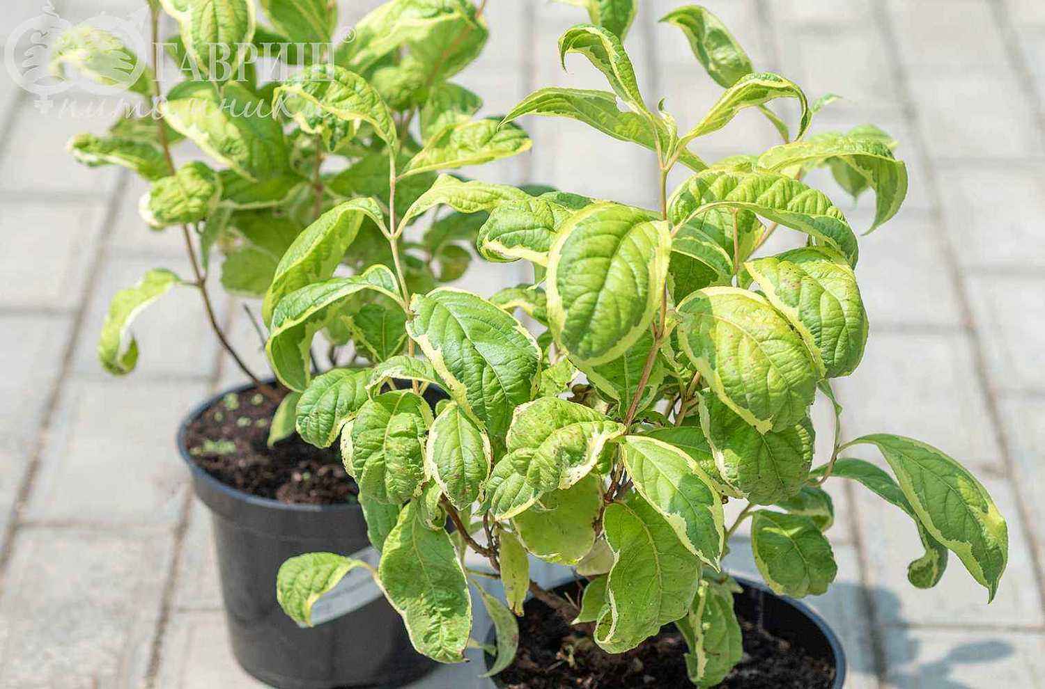 Вейгела цветущая Caricature