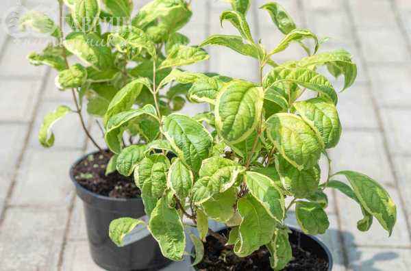 саженцы Вейгела цветущая Caricature