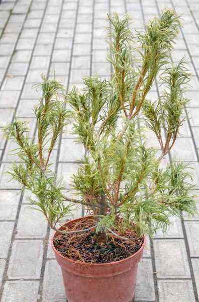 Купить сосна веймутова tiny kurls деревья и растения